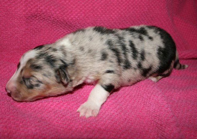kwikkatch10daysold4.jpg