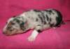 kwikkatch10daysold4_small.jpg