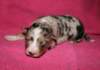 kwikkatch10daysold5_small.jpg