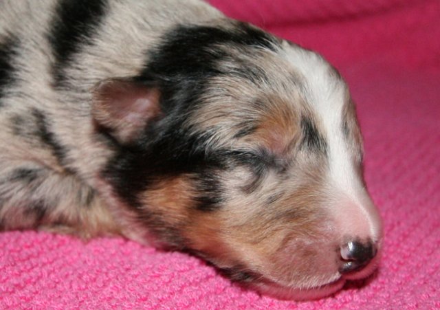 kwikkatch10daysold7.jpg