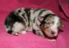 kwikkatch10daysold8_small.jpg