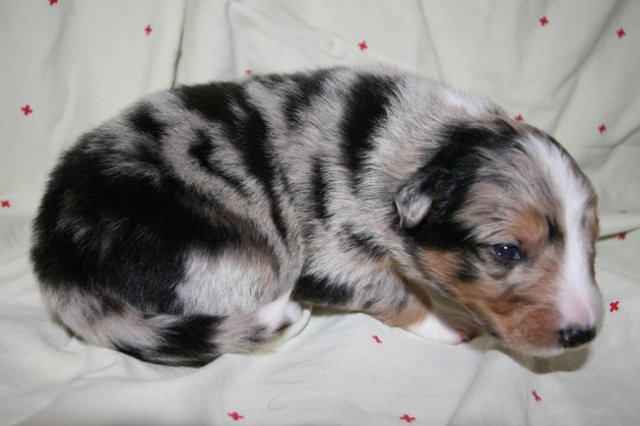 kwikkatch16daysold2.jpg