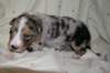kwikkatch16daysold4_small.jpg