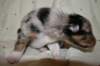 kwikkatch16daysold5_small.jpg