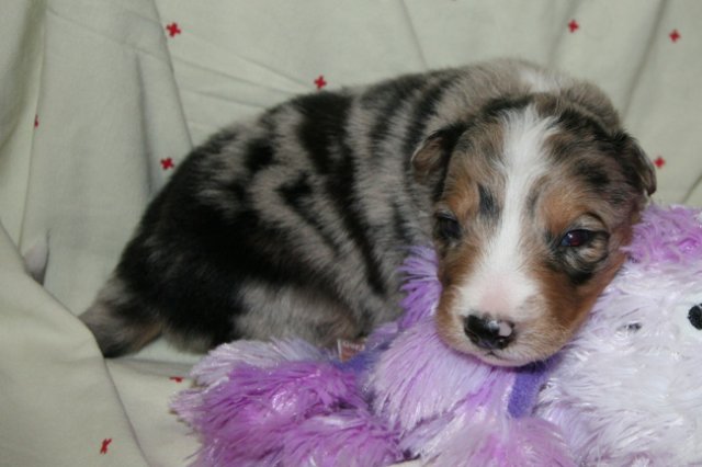 kwikkatch16daysold7.jpg