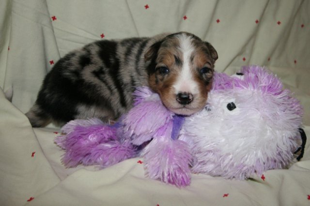 kwikkatch16daysold8.jpg
