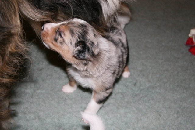 kwikkatch22daysold.jpg