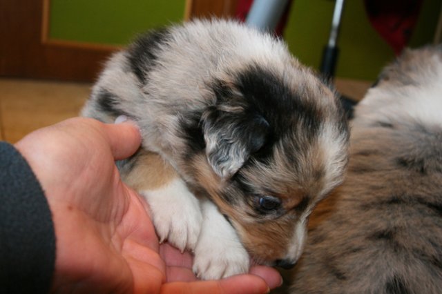 kwikkatch31daysold.jpg