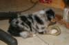 kwikkatch31daysold2_small.jpg