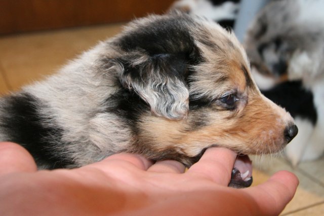 kwikkatch31daysold3.jpg