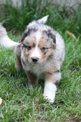 kwikkatch35daysold.jpg