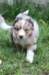kwikkatch35daysold_small.jpg