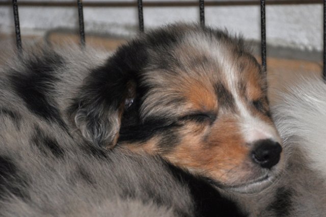 kwikkatch40daysold.jpg