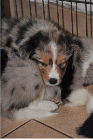 kwikkatch40daysold5.jpg