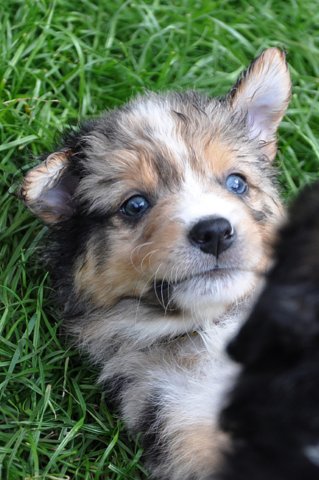 kwikkatch41daysold.jpg