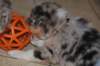 kwikkatch41daysold9_small.jpg