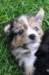kwikkatch41daysold_small.jpg