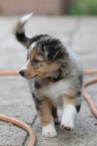 kwikkatch51daysold.jpg