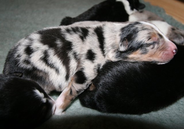 kwikkatch7daysold.jpg