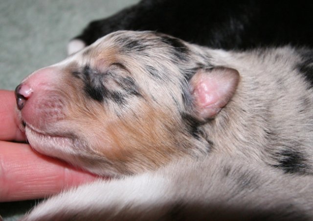 kwikkatch7daysold3.jpg